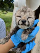 One of Sukiri's cubs during a brief health check. 