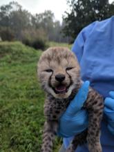 A keeper holding one of Sukiri's cubs during a quick health check. 