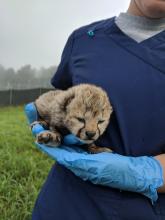 A keeper holding one of cheetah Sukiri's cubs during a quick health check. 