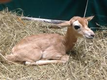 Dama gazelle calf