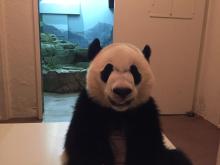 giant panda bei bei in his habitat