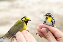 Two hooded warbler birds in someone's hands