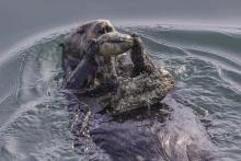 Sea otter floats on its back in the water and uses rock to open clam