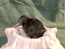 A kiwi chick resting in a small bowl with a white towel and a green blanket