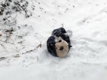 Bao Bao enjoys her first snow storm.
