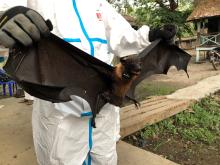 SCBI scientist holds a collared flying fox. 