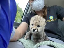 SCBI biologist Adrienne Crosier transferred a 2-week-old male cheetah cub from Front Royal, Virginia, to Wildlife Safari in Winston, Oregon.