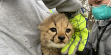 A 7-week-old cheetah cub is held by a keeper wearing a light gray sweatshirt and neon yellow work gloves. A vet stands to the right of the cub and is listening to the cub's breathing with a stethoscope.