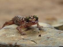Tenasserim Mountain bent-toed gecko on a rock