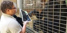 Animal keeper Melba Brown shows Calaya photos of mother gorillas caring for their infants.