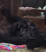 Gorilla Calaya cradles her newborn baby