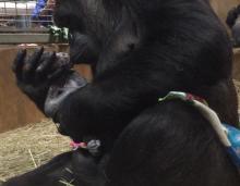 Gorilla Calaya cradles her newborn
