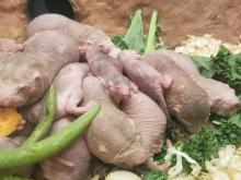 Adult naked mole-rats and pups sleeping together in a pile. 