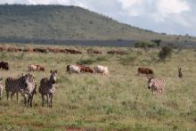 Wildlife in Kenya. 