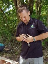 Guam rail before release to the wild. 