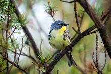 A male Kirtland’s Warbler songbird perches on a young jack pine tree. 