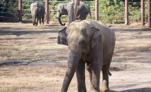Asian elephant Shanthi (foreground) at the Elephant Trails Exhibit. In the background are Ambika (L) and Bozie (R). 