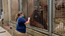 Primate keeper administers vaccine to Bornean orangutan through safety mesh barrier
