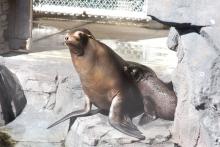 California Sea Lion Mom and Pup