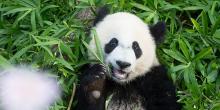 Giant Panda Bei Bei