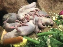 Adult naked mole-rats and their pups sleeping in a pile Dec. 25, 2019. 