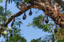 Indian flying foxes roosting in a tree in Myanmar. 