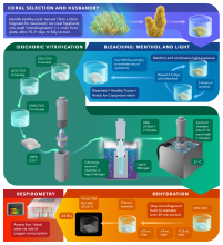 Infographic detailing isochoric vitrification process for corals.