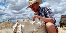 A young man in a hat and plaid shirt examines a large white skull of an elephant
