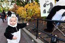 Boo at the Zoo. A child in a panda costume pointing at a panda display.