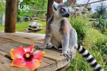 Ring-tailed lemur Southside Johnny sits next to a hibiscus flower.