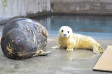 Female gray seal pup next to its mother, Kara