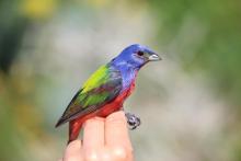A painted bunting bird in someone's hand