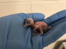 Guam kingfisher chick two days after hatching. 