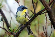 A blue and yellow bird, called a Kirtland's warbler, perched on a pine tree branch