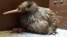 A female brown kiwi chick sitting on a gray carpet