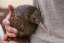 Female kiwi chick