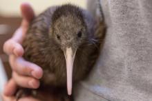 Female kiwi chick