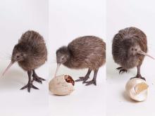 Kiwi chicks 