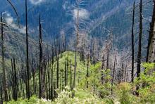 Loss of seed sources over successive short-interval fires in the Klamath Mountains.