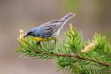 A Kirtland's warbler perches on a branch, it's yellow bellow pointing down. 