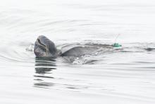 Leatherback turtle with a GPS device. 