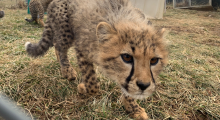 18-month-old male cheetah cub, "Kushoma" approaches the fence. He is slightly crouched and is peering toward the camera. There is another cheetah behind him in the background. They are outside on the mostly dead grass. 