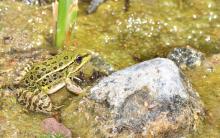 a green frog in water next to a rock