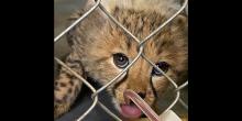 17-month-old male cheetah cub behind a fence. He is laying on the ground, looking up at the keeper taking the photo. His tongue is out and a squeeze bottle is coming in from the bottom right of the frame with a red liquid (beef blood) filling the tube.