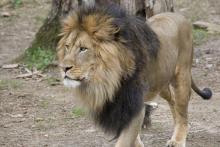 Male adult African lion