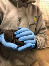 A zookeeper holds a small, newborn, male Asian small clawed otter pup