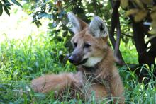 Maned Wolf 