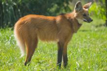 Maned wolf 