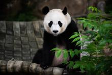 Bei Bei sitting in his outdoor hammock. Giant panda Bei Bei sitting in his hammock.