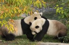 Giant pandas Mei Xiang and Tian Tian wrestle in a grassy yard near leafy trees